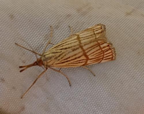 Réf. 187 840 : Chrysocrambus linetella